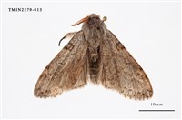 藏品(結麗毒蛾)的圖片